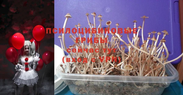индика Новозыбков